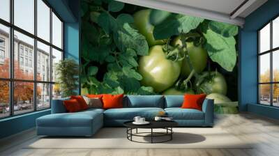 fresh tomato plants in the garden, Green tomatoes growing in Farm, organic vegetable Wall mural