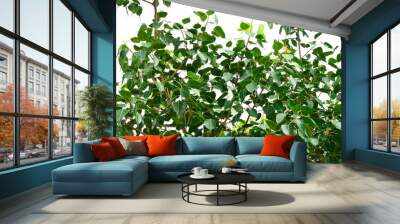 Green leaf Bhodi, ficus religiosa tree isolated on white background Wall mural