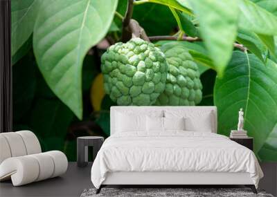 Green natural fruits. Custard apple, Fruit on the tree. Custard apple or sugar apple fruit ripen on tree branch. Wall mural