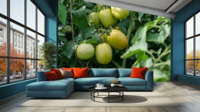 Green tomatoes (Solanum lycopersicum) growing in a greenhouse. tomato hanging on a branch. tomatoes plantation. Organic farming Wall mural