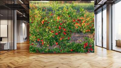 Red pomegranate flowers in summer garden. pomegranate flower blossom in summer garden Wall mural