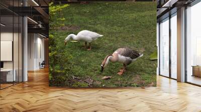 two ducks searching food in a park closeup Wall mural