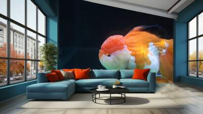 goldfish in aquarium Wall mural