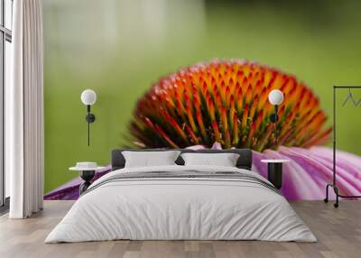 and pink petals, Rudbeckia Purpurea (Echinacea), side view, closeup Wall mural