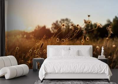 Abstract warm landscape of dry wildflower and grass meadow on warm golden hour sunset or sunrise time. Tranquil autumn fall nature field background. Soft golden hour sunlight panoramic countryside Wall mural