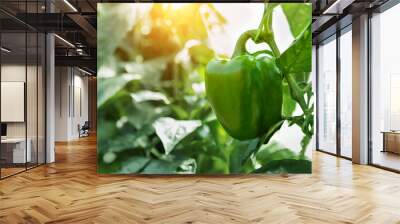 Close-up of big raw young ripe tasty juicy green bell pepper growing in vegetable garden or farm greenhouse on bright sunny summer or spring day. Healthy nutrition vitamin diet food background Wall mural