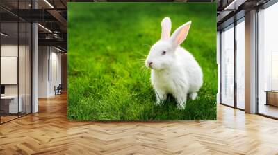 Cute adorable white fluffy rabbit sitting on green grass lawn at backyard. Small sweet bunny walking by meadow in green garden on bright sunny day. Easter nature and animal background Wall mural