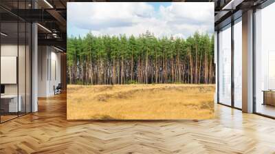 Extra large wide panoramic view of pine forest and cloudy sky. Wild nature landscape banner background. Wall mural