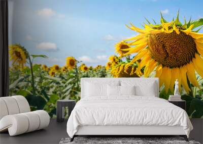 Scenic booming rows of green yellow sunflowers plant plantation field meadow against clear cloudy blue sky horizon bright sunny day. Nature country rural agricultural landscape. Wide panoramic banner Wall mural