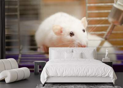 Curious white rat trying to escape from a cage (shallow DOF, focus on the rat’s nose and eyes) Wall mural