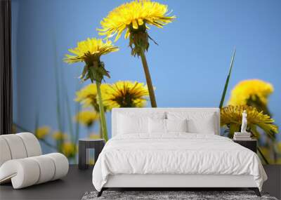 Yellow taraxacum Wall mural