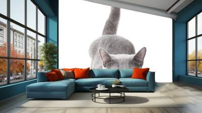 Russian blue cat Wall mural