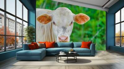 White Cow Face Wall mural