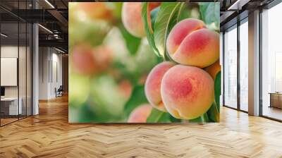 Ripe peaches hang from a leafy tree, basking in the sunlight, ready for harvest. Wall mural