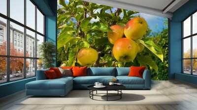 apples on a tree Wall mural