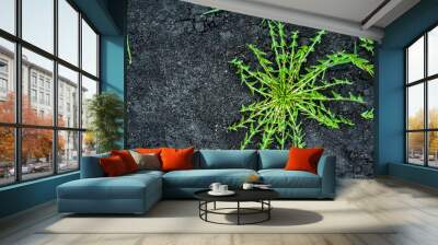 Green weeds in black dug earth Wall mural