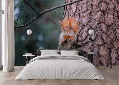 Red squirrel sitting on a tree trunk in the forest. Wall mural