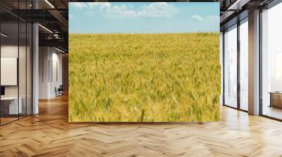 Golden spring field of grain on sunny day with blue sky and white clouds. Wheat field under blue sky on sunny day. Rural Landscape. Blue sky with fluffy clouds. Wall mural