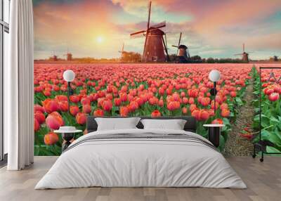 Dramatic spring scene on the tulip farm. Colorful sunset in Netherlands, Europe. Wall mural