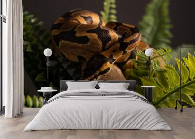 ball python snake Wall mural