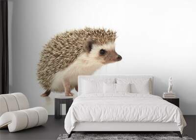 An adorable African white- bellied hedgehog standing on white background Wall mural