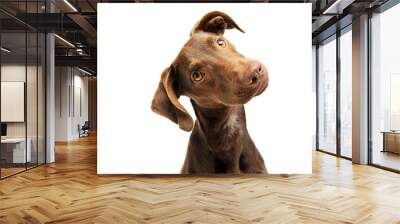 Portrait of an adorbale mixed breed puppy Wall mural