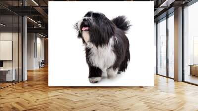 Studio shot of an adorable Tibetan Terrier walking on white background Wall mural