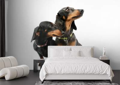 Studio shot of two adorable Dachshunds Wall mural