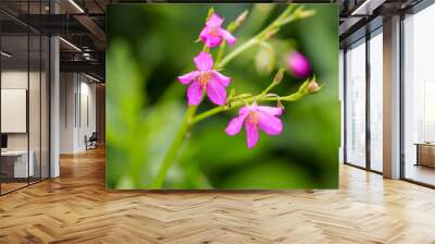 The beautiful Talinum paniculata is an ornamental plant with medicinal properties. Wall mural