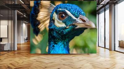 Close up shot of a peacock head Wall mural