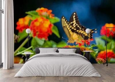 Close up shot of Papilio machaon eating on a flower Wall mural