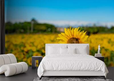 Sunflower swinging under high wind Wall mural