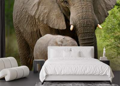 African Elephant Wall mural