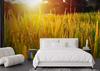 Close up golden rice field and sunset Wall mural