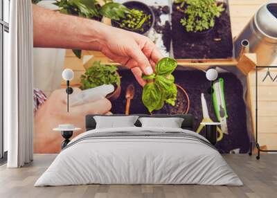 Fresh organic basil in pot. Gardening concept. Wall mural