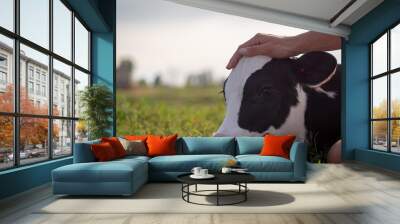 Authentic close up shot of young woman farmer hand is caressing  an ecologically grown newborn calf used for biological milk products industry on a green lawn of a countryside farm with a sun shining. Wall mural