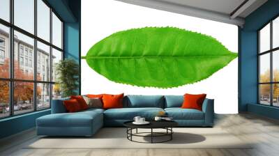 tea leaf isolated on transparent png Wall mural