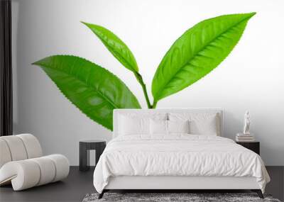 tea leaf isolated on white background Wall mural