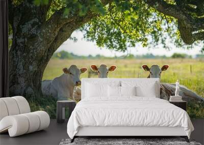 Three cows resting under a tree in a tranquil rural setting, surrounded by lush grass and a peaceful landscape. Wall mural