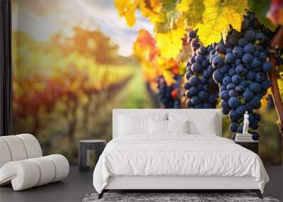 Vibrant grapevine in a sunlit vineyard, showcasing ripe grapes amidst colorful autumn leaves, perfect for agricultural themes. Wall mural