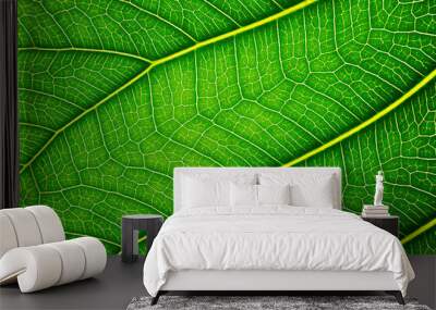 Close up of Green leaf texture Bo leaves on white background Wall mural