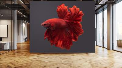 Red siamese fighting fish, betta fish isolated on Black background. Wall mural