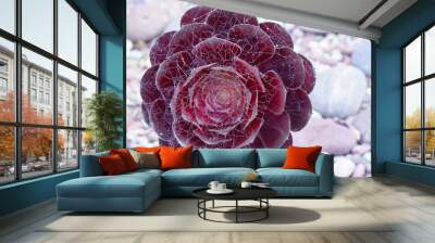 closeup Dark purple fresh Succulent echeveria plant - Texture background - purple nature concept , Floral backdrop and beautiful detail      Wall mural