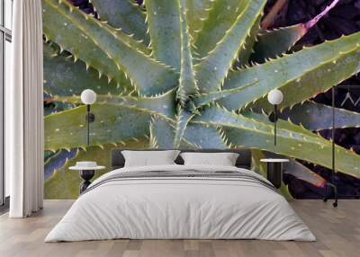 Macro aloe vera plant - green plant  - houseplant decorate and herb concept  Wall mural