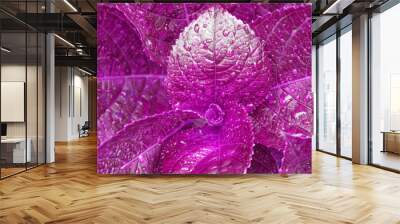 Macro purple leaf of Hydrangea plant with raindrops texture background at bana hill danang vietnam , Tropical leaf backdrop and beautiful detail Wall mural