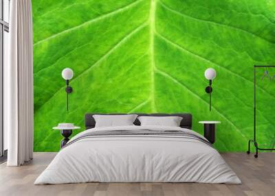 Nature - Macro Green Leaves surface backdrop - background texture - image , Tropical leaf backdrop and beautiful detail Wall mural