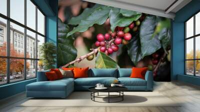 Coffee beans ripening on a tree. Wall mural