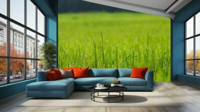 Green rice field in the morning. Wall mural