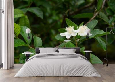 Guava blooming in the garden. Wall mural