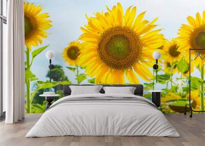 Sunflowers blooming  on blue sky background ,fresh & daylight summer concept. Wall mural